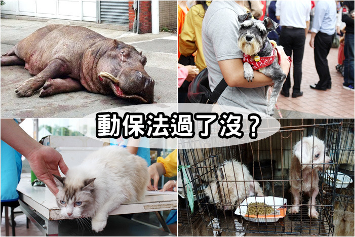 動物福利能否提升,就看今日立院會期的最後一天,動保法修正案究竟通過了沒? 取自網路(左上)、何宜攝(右上/左下)、取自動社會(右下)
