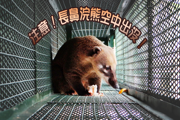 長鼻浣熊將透過空中走廊與遊客近距離接觸，民眾可以親身聞到牠們特殊的標記氣味。　台北市立動物園-惠珍/攝