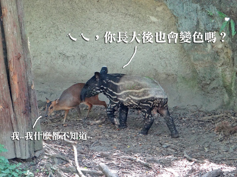 貘樹的花紋快要變成黑白兩色囉！長得也比山羌還大很多了。　台北動物園/提供