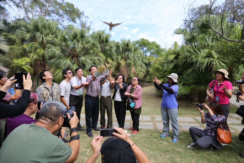 昨日這隻養傷5個月的赤腹鷹，在眾人合力下回到野外翱翔。　金門縣政府/提供