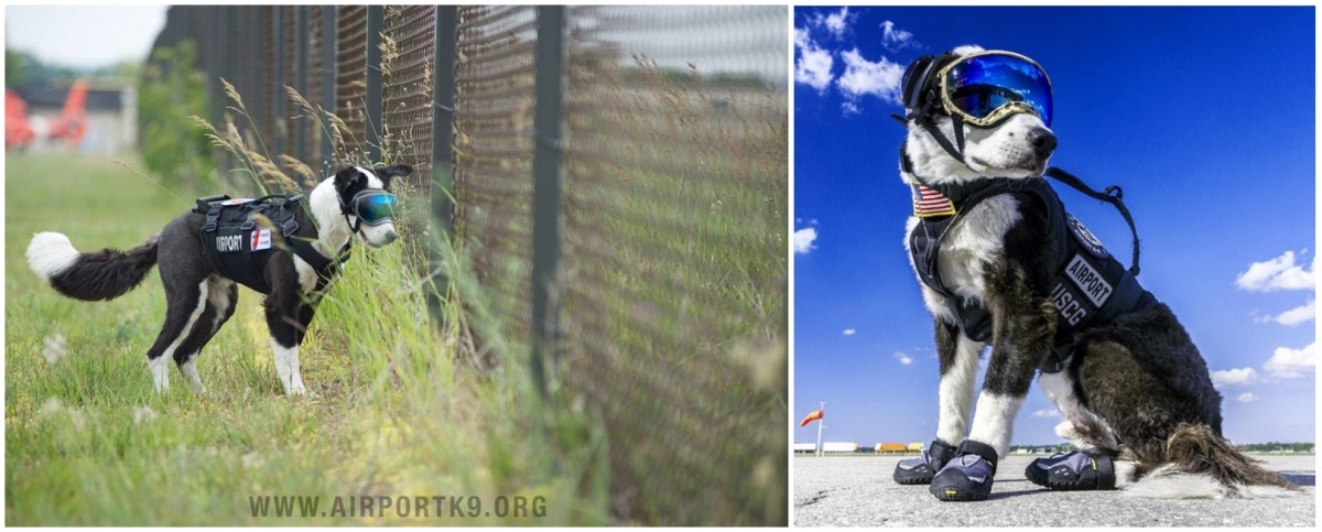 美國密西根州櫻桃首都機場就訓練一隻專門巡視機場、驅趕飛禽及小動物的工作犬。　取自Cherry Capital Airport K-9 Team