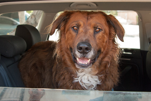 美國有21州規定不能把狗單獨留在高溫的車內。   取自aldf.org