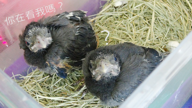 還好在野生動物救傷中心內,有獸醫師檢查、還有保育員24小時照顧,讓台灣藍鵲寶寶能平安長大。 台北動物園-李毓文/攝