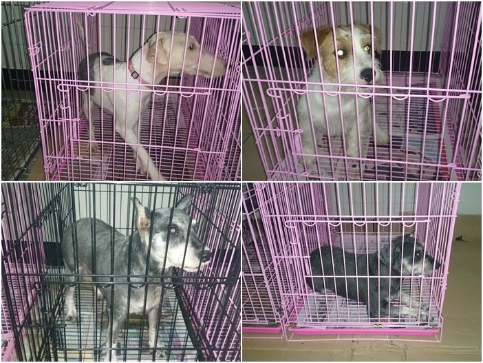 11月30日複查時，動保處也到飼主開業的寵物店查看另一部份的犬隻。　桃園市動保處/提供