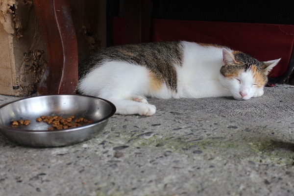 待寵物食品申報辦法上路後，飼主即可在網路上查詢寵物食品產品的內容。　台灣動物新聞網資料照（何宜/攝）