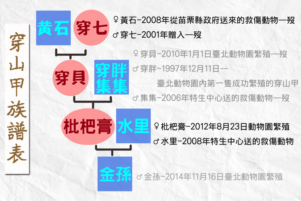 看看台北市立動物園有一半幾乎都是野外救傷個體，能順利繁衍到第4代相當不容易！　何宜/製表