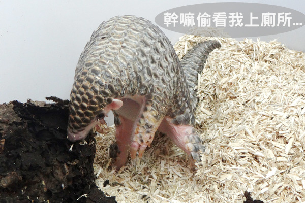 原來穿山甲是站著上廁所的啊!!! 動物園/提供