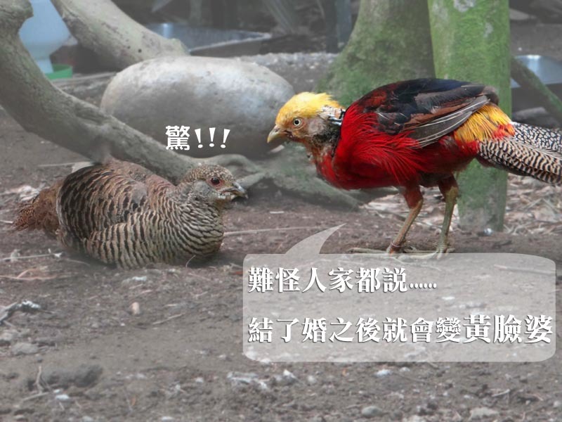 雄鳥毛色亮麗，相形之下雌鳥顏色黯淡。　台北動物園/提供