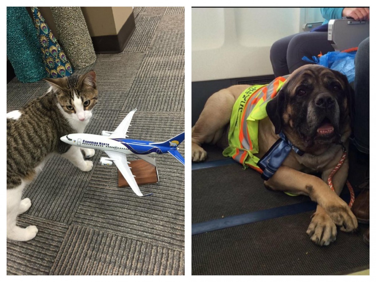 加拿大亞伯達省麥克默里堡近日發生森林大火，造成該地區近9萬居民撤離，其中也包含許多寵物！   取自Canadian North