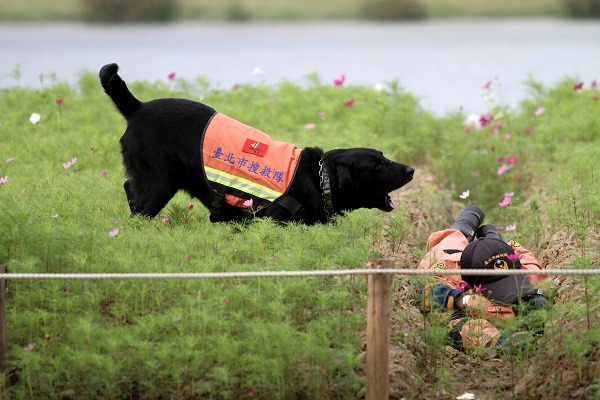 台北市消防局開放4隻資深搜救犬讓民眾寄養。圖為拉不拉多Coot。　台北市消防局/提供