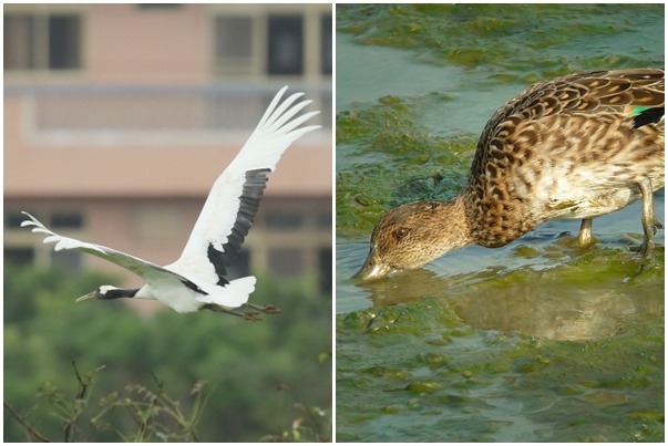 新北市有高大的丹頂鶴現蹤、而台北市有嬌小雁鴨！　(左)新北市動保處提供、(右)台北鳥會陳岳輝先生/攝