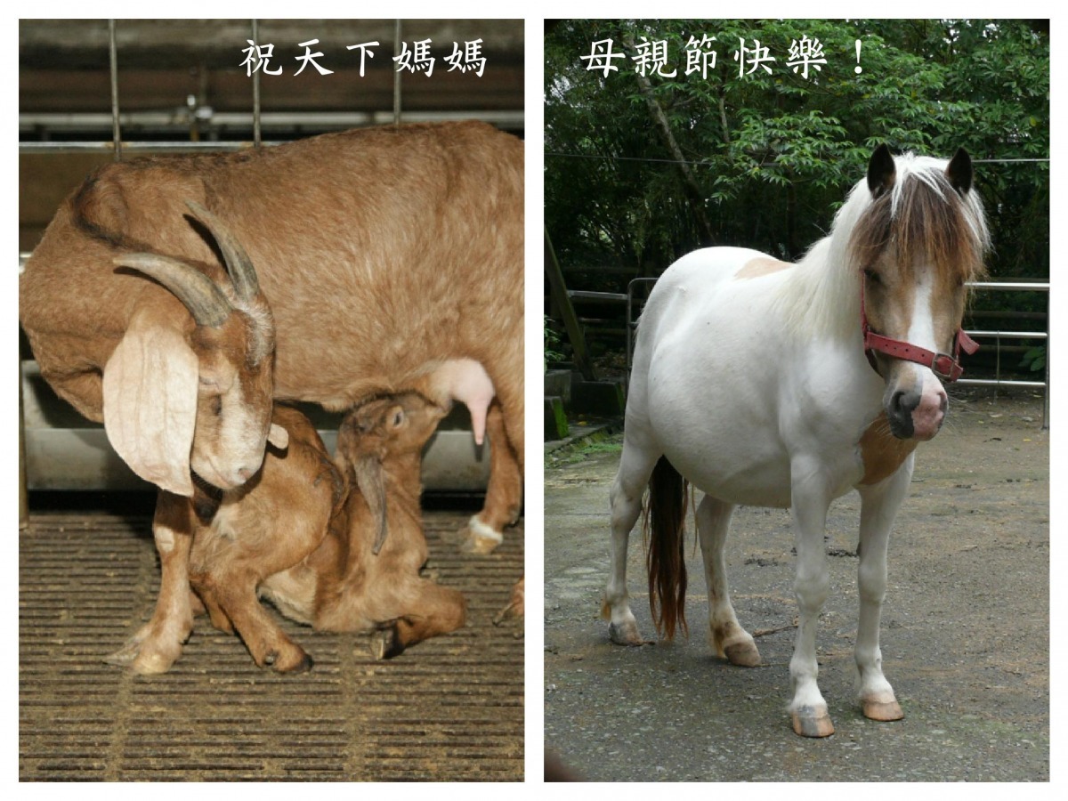 小羊為了感謝媽媽養育之恩,會跪著喝奶;而馬的孕期跟人類相當,但生出來的小馬已經能站立! (左)新北市動保處/提供、(右)台北動物園-林惠珍/攝