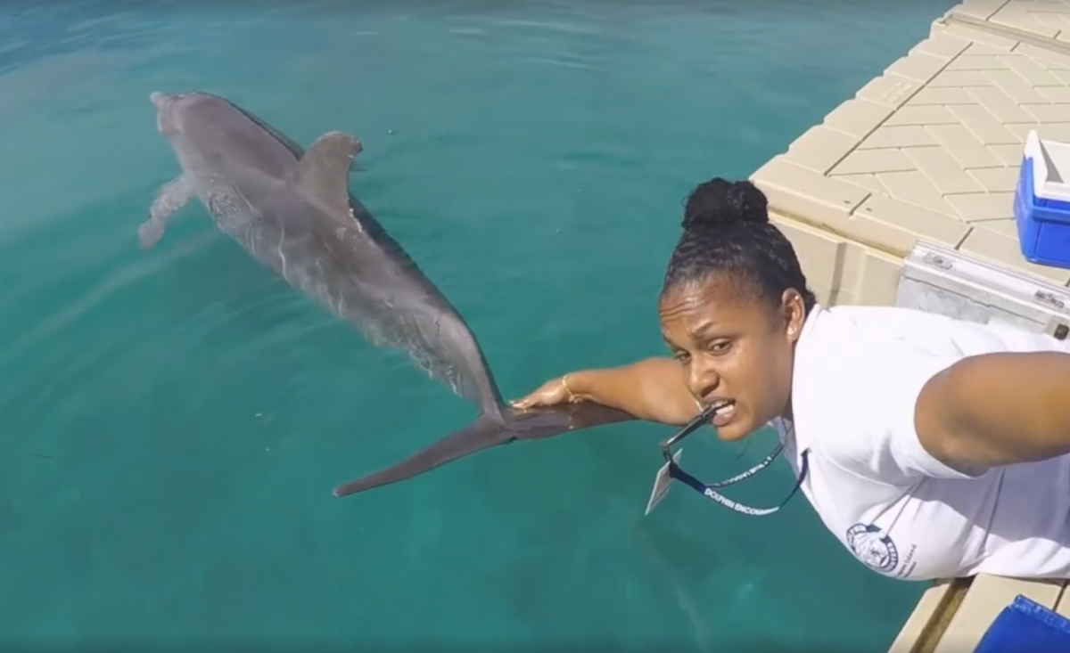 國外吹起拍攝「假人挑戰」影片的熱潮,但沒想到連海豚也來湊一腳。 翻攝自影片