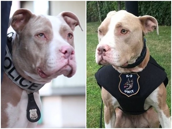 比特犬「凱」是9隻被訓練成警犬的其中之一，穿著制服的牠是不是讓人望而生畏呢？　取自LittleThings.com