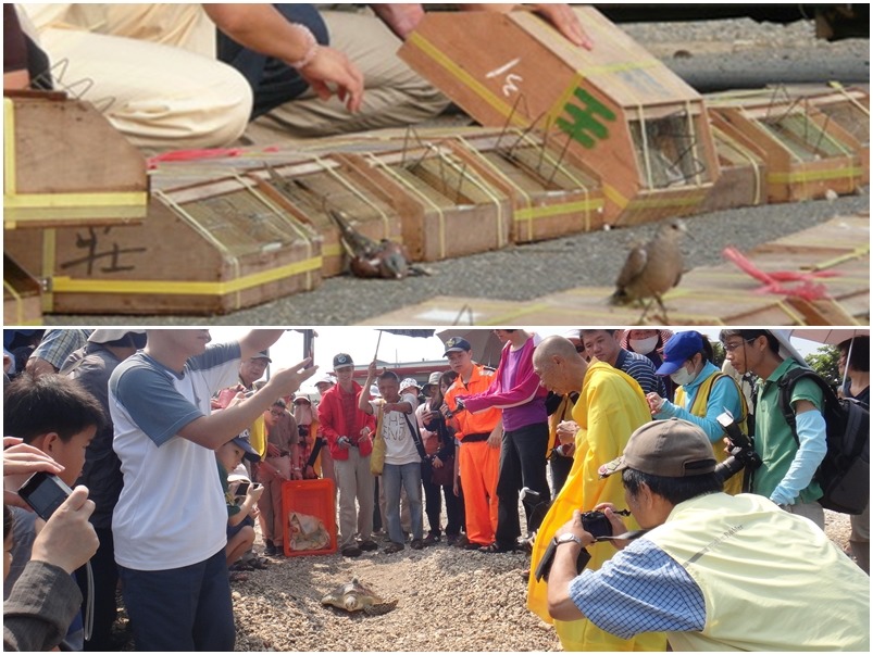 以往宗教團體的不當放生(上圖)，近年來已有不少團體轉型為兼顧生態的放生，下圖為海生館與宗教團體合作野放綠蠵龜。　(上)取自台灣動物社會研究會、(下)海生館/提供