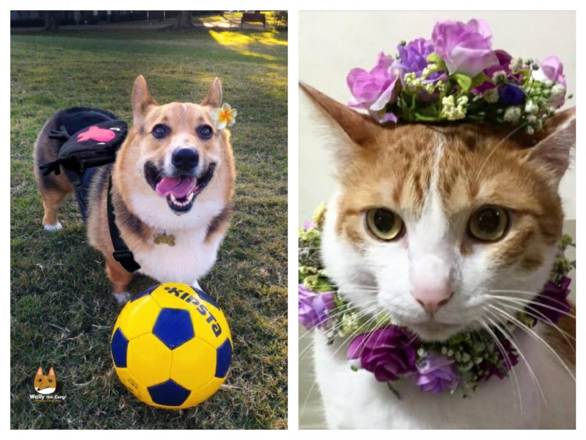 台中寵物展前，主辦單位舉辦活動，選出耀眼的春日男/女神！   展昭/提供