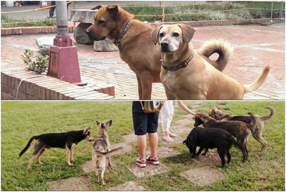 東海大學校地廣闊，校內也有不少知名的校犬、深受同學喜愛。   取自(上圖) 皺眉(jomy)、(下圖)東海五劍客粉絲專頁
