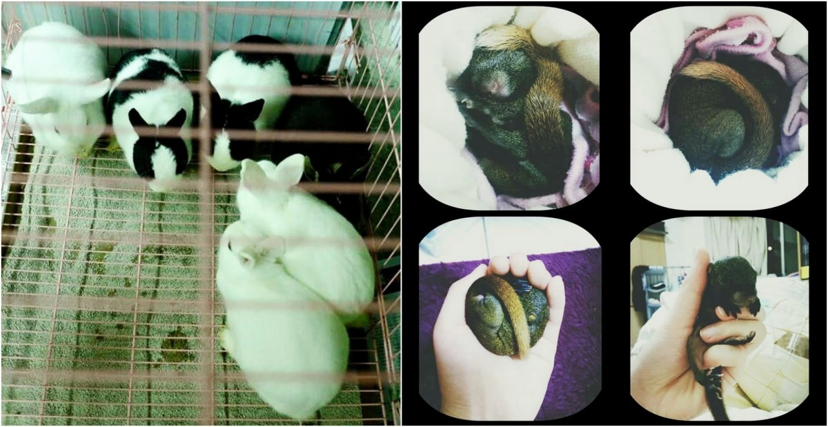 東海米克斯動物關懷社曾接手過許多出現在校園中的動物、並送養，除了貓狗外竟還有兔子跟松鼠！   (左)取自米克斯動物關懷社、(右)江孟格/提供