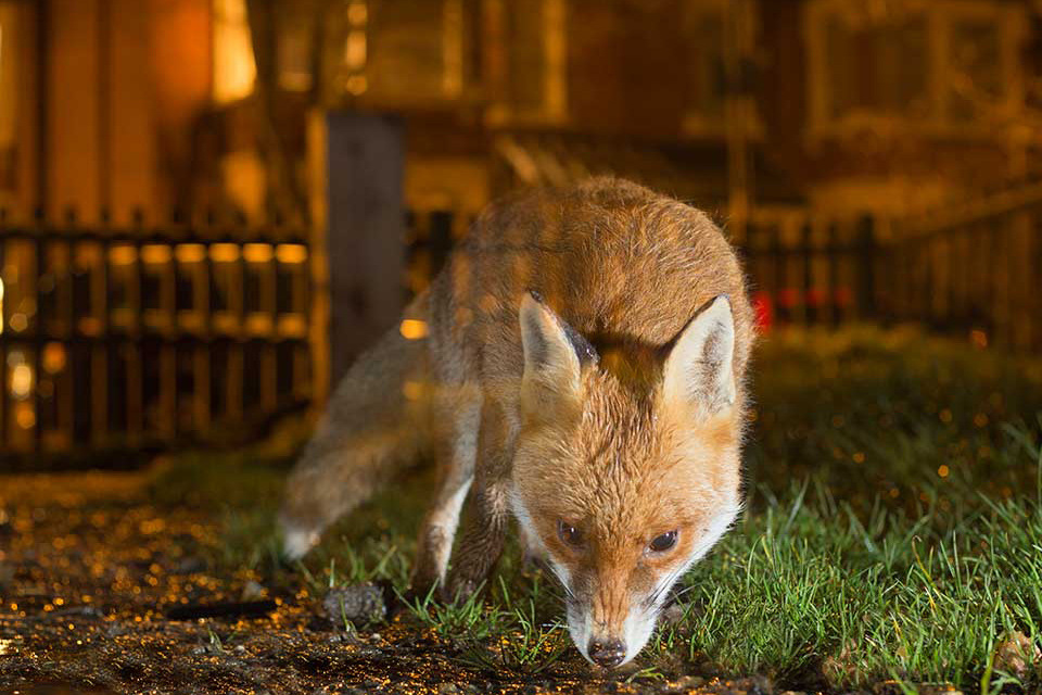 榮獲英國防止虐待動物協會青少年攝影大獎的作品,是不是相當特別? 取自RSPCA