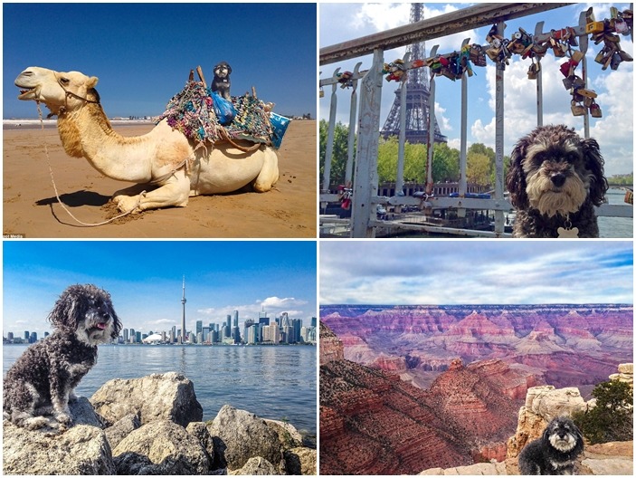 曾經餐風露宿無家可歸的威利，如今找到疼愛他的主人，並一起環遊世界。　翻攝自每日郵報