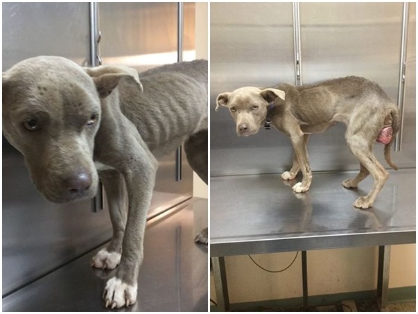 葛雷西被發現時狀況非常糟，但網友認為牠還有活下去的希望！　取自Granite Hills Animal Care