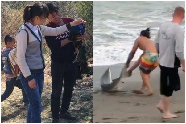 中國動物園有遊客抓住孔雀拍照、最後孔雀受驚嚇而死；美國佛羅里達也有民眾拖甩鯊魚的舉動，引發眾怒。　取自(左)CCTVNews、(右) Ashleigh Walters