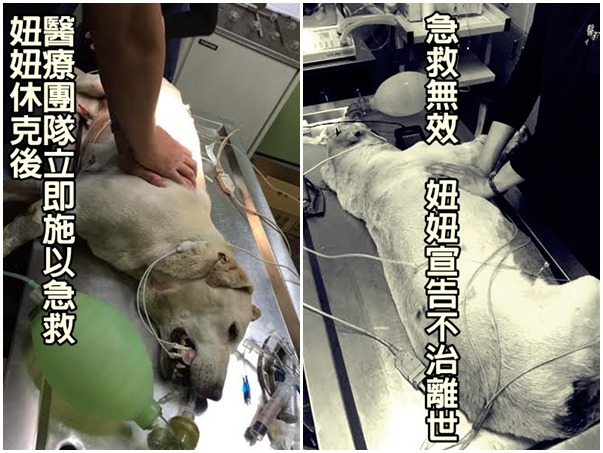 高雄市與老人生活的妞妞，在昨日不幸過世。　取自高雄市關懷流浪動物協會