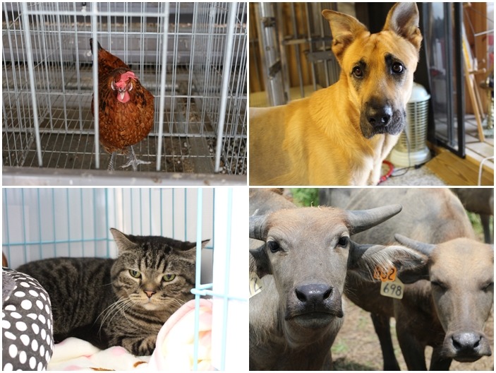 我們更關心的是，新政府組成後，能否更加重視我國的動物福祉政策？ (左上右下)黃慶榮、(右上)何宜、(左下)江幸芸/攝