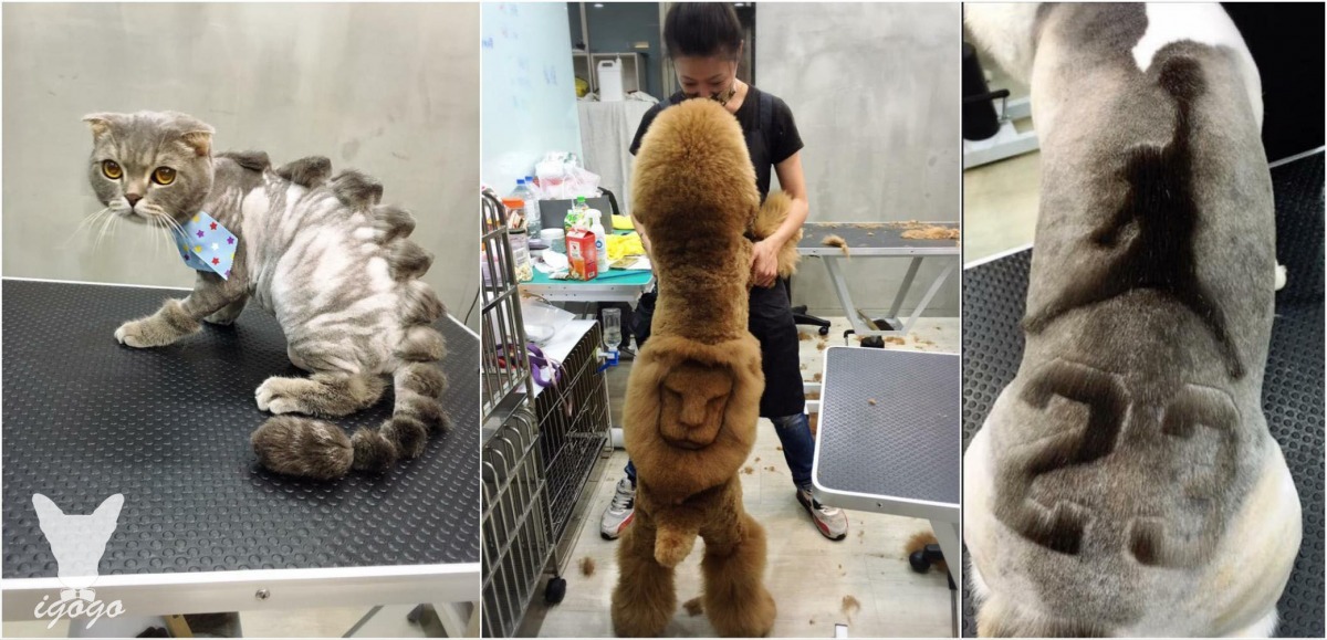 台南一家寵物美容店，因為美容師「雕」功了得，替寵物打造出百變造型，因而登上外媒版面。   取自Igogo寵物沙龍