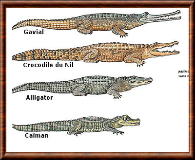 取自http://myhomeimprovement.org/