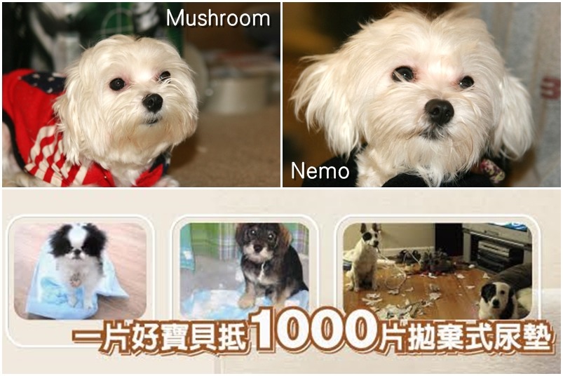 因為家中兩隻馬爾濟斯愛犬，郭瑋婷及姐姐投入研發寵物除臭尿布，目前家中的狗狗仍是愛用者。　郭瑋婷/提供