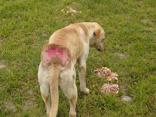 2013年發生惡質飼主帶自家比特犬至河濱攻擊浪犬的事件，圖為當時遭比特犬啃咬臀部受傷的浪浪。　翻攝自臉書