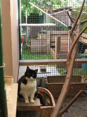 柏林收容所裡面的貓咪住所,相當乾淨漂亮。 取自Tierheim Berlin官網