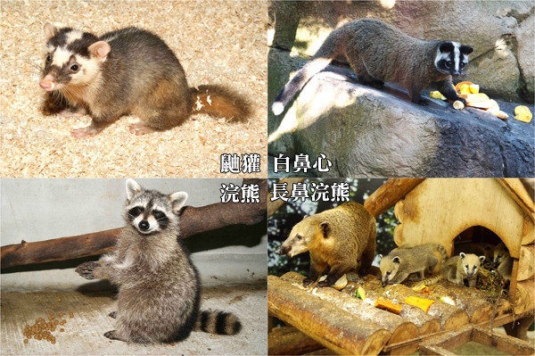 首圖的解答在這邊，你通通都答對了嗎？　台北動物園/提供