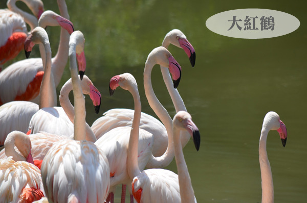 大紅鶴個子最大，但其實膽子很小。　台北動物園/提供