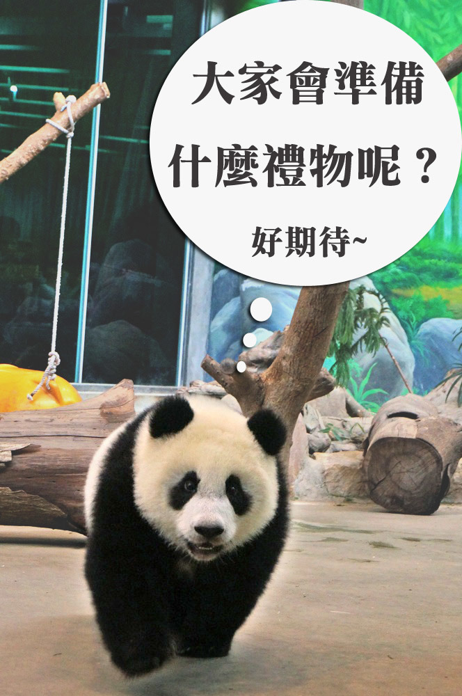 圓仔期待夜間開放時看見大家，也相當期待自己的生日派對！　台北動物園/提供
