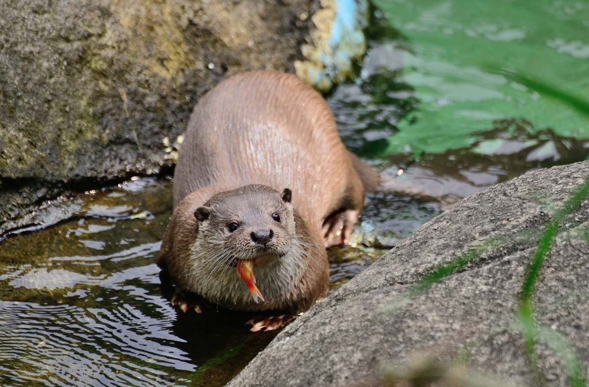 每隻水獺個性都不同，野放除了要看個體本身適不適合外，野外棲地的環境也很重要。　台北動物園-陳庭瑜/攝
