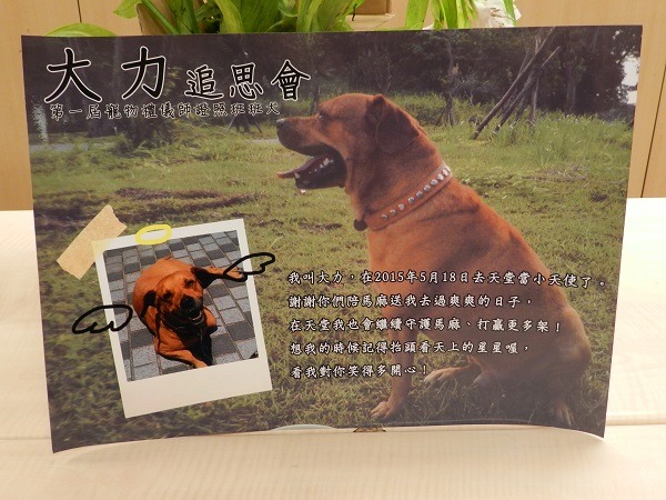 大力成為寵物禮儀師培訓班的班犬，而追思會就當成是班上的實作課。　林蓓萱/提供