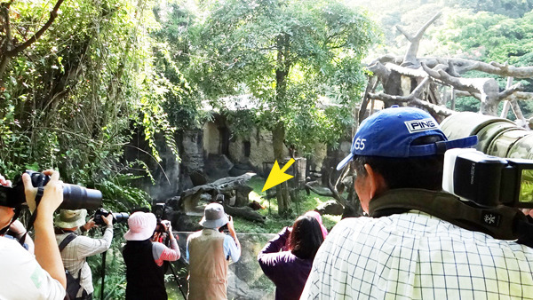 紅毛猩猩與人類十分類似,畫面也相當吸睛,不過民眾得注意不要拿食物引誘動物喔! 台北動物園/提供