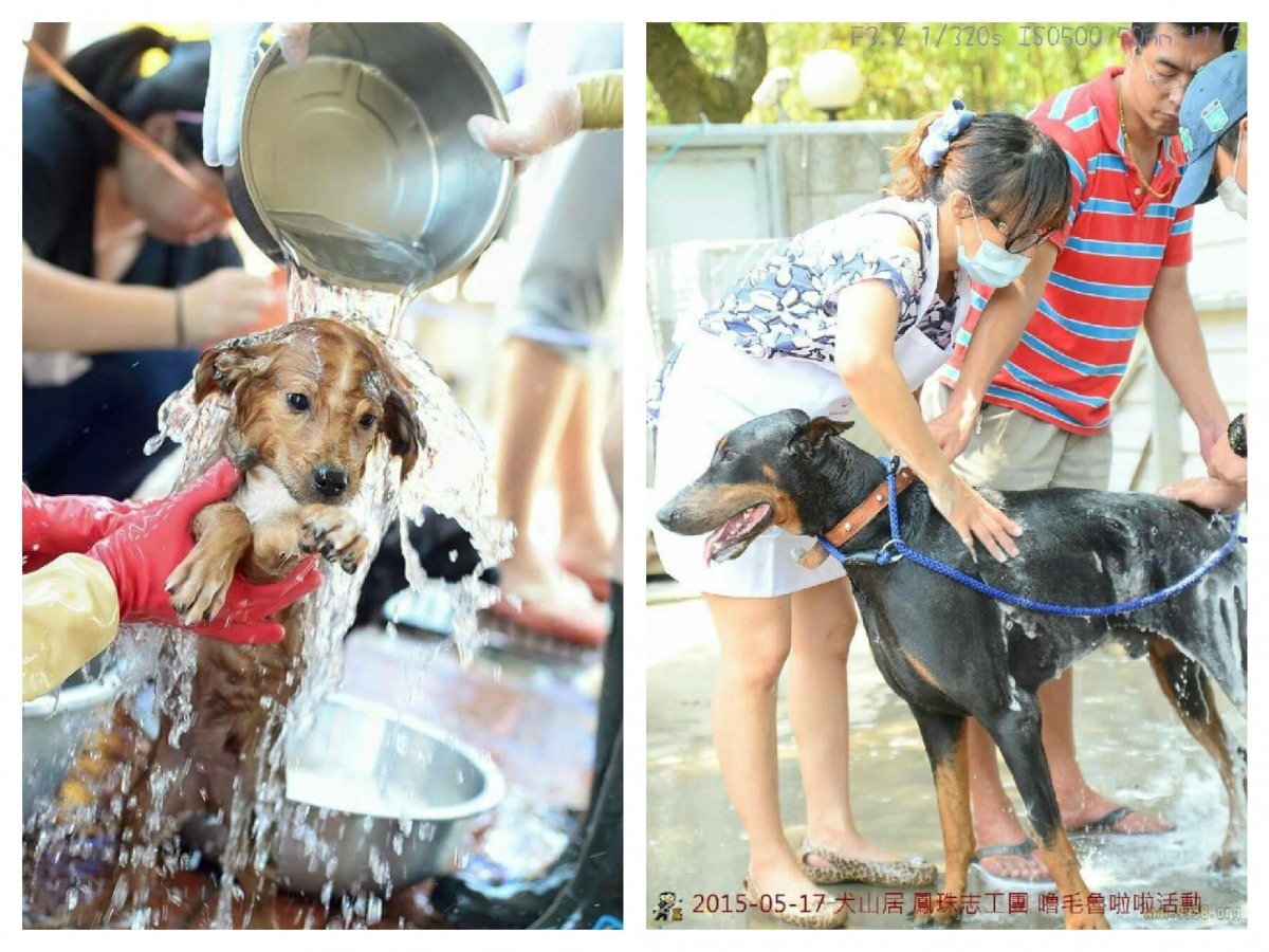 吳鳳珠與志工們每年都例行性會到北中南的狗園去當志工。 吳鳳珠/提供