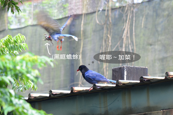 動物園拍攝到台灣藍鵲捕捉黑眶蟾蜍的瞬間。　　台北動物園-陳瑋玥/攝