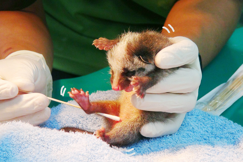 為了保護園區內動物的安全,獸醫師也先替可能感染狂犬病的白鼻心寶寶做篩檢。 台北動物園-李毓文/攝
