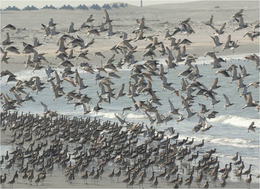 各單位目前會因為其需求進行物種的數量調查，例如每年新年會有數鳥嘉年華，由全台各地的野鳥學會邀集民眾一起進行。　資料照（NYBC/提供、蔡嘉揚/攝）