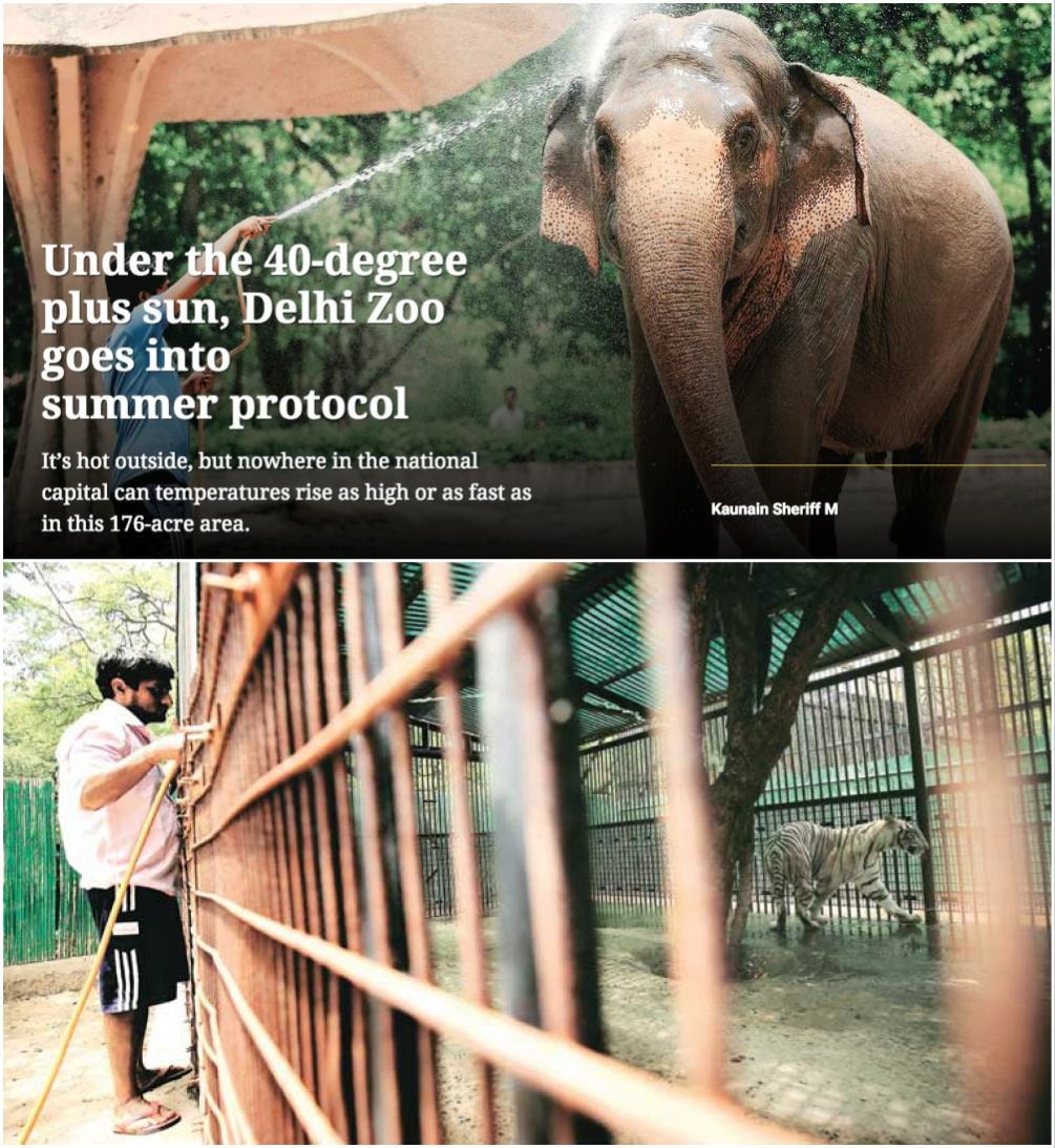 印度德里動物園溫度高達40度，工作人員每天都要為動物們灑水降溫。   取自indianexpress