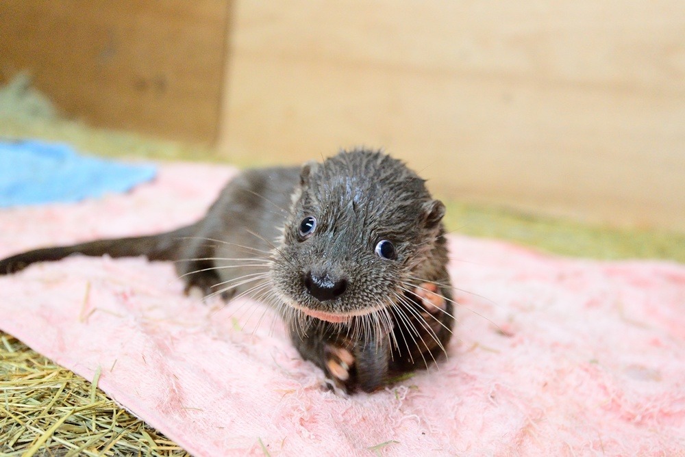 除了欣賞可愛的大小金，我們也要重視他們面臨的困境。　台北動物園/提供