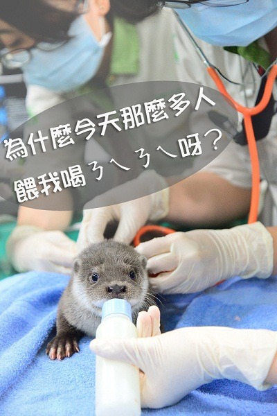 水獺一臉呆呆，好像不懂這個大陣仗是要幹嘛？　台北市立動物園/提供