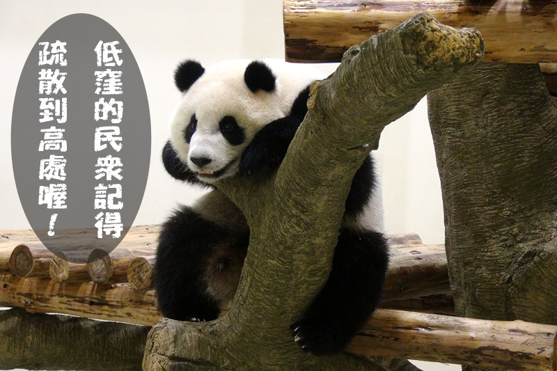 圓仔擔任宣導防颱大使,沒想到一看到最愛的竹子後就破功! 台北動物園-李毓文/攝