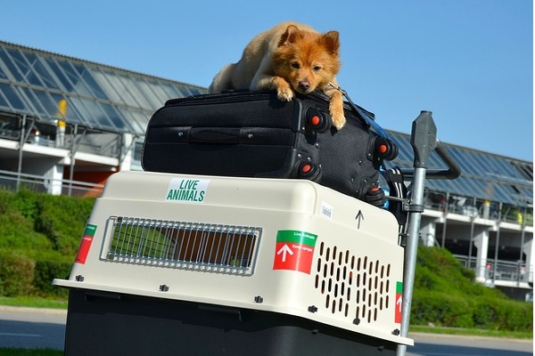 1月26日起，民眾攜帶犬貓到澎湖旅遊不需要事先提出檢疫申請，不過寵物還是需要自行做好寵登及預防注射。　　示意圖，取自essential travel