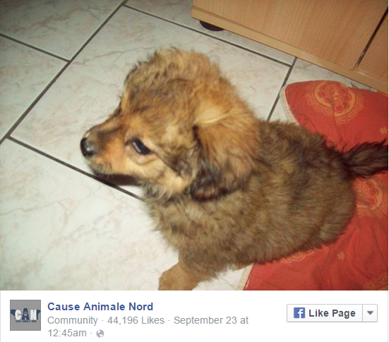 該動保團體在搶走小狗後，在臉書上貼出了送養資訊，被眼尖的網友發現後自行撤下。　翻攝自Cause Animale Nord