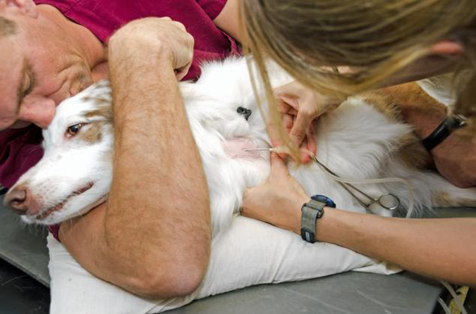 狗狗捐血和人類一樣，可以增加血液新陳代謝速率。　取自網路